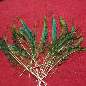 Peacock feathers